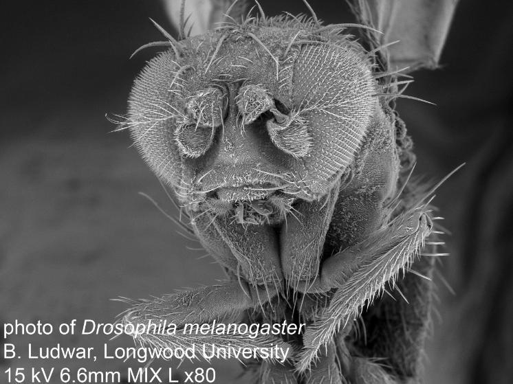 A photomicrograph of the head of a Drosophila melanogaster.