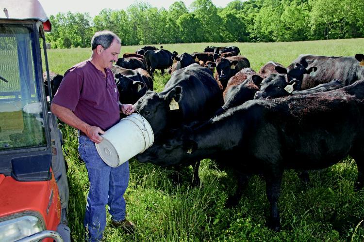 Terry Hudgins ’84 maintains a herd of about 100 cattle, taking a holistic approach to how he raises the animals and maintains the land where they graze.
