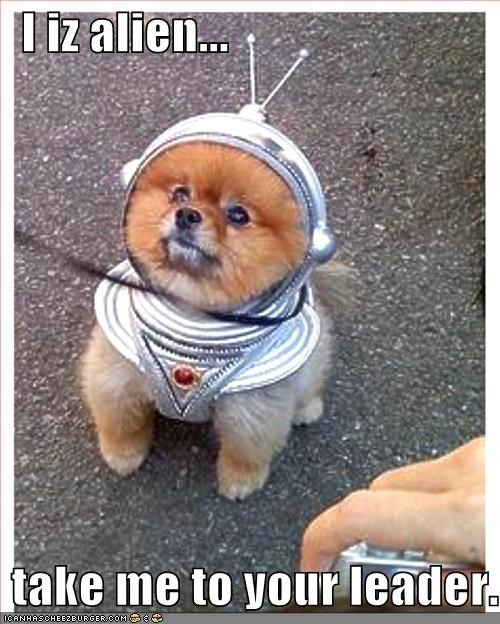 Dog in spacesuit: 
