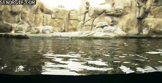 Otter floating along a running river