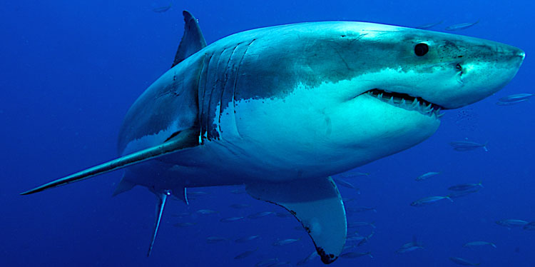 Shark Attack Psychology