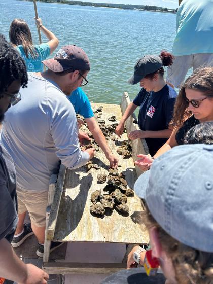 Students sort oysters that were brought aboard the BayQuest by Captain David Rowe using the traditional hand-tonging method. During the day they spent with Rowe during the Labor Day weekend field excursion, students in the class learned not only about oyster biology but also tried their hands at crab potting and trawling, and visited an oyster hatchery and shucking facility.